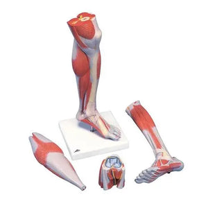 Muscles de la jambe, version luxe, en 3 parties - Anatomie et pathologie - My Podologie