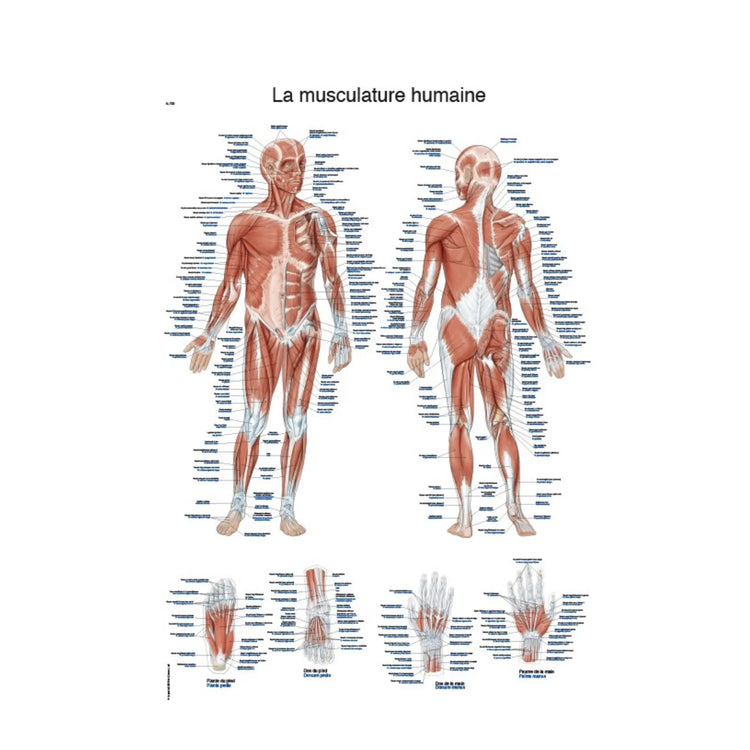 Planche anatomique - La musculature humaine - 50 x 70 cm - Français et latin - My Podologie